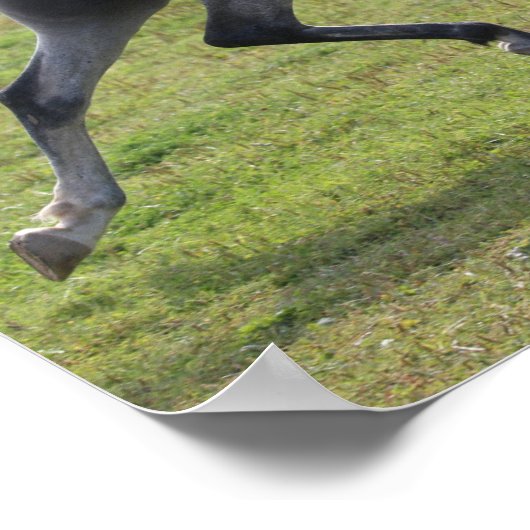 Bob Langrish | Grey Arab Stallion Running Backlit Poster (Hoek)