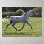 Bob Langrish | Grey Arab Stallion Running Backlit Poster (Voorkant)