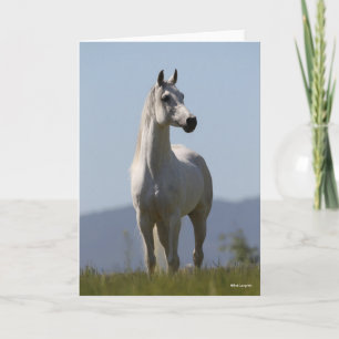 Bob Langrish Grey Arab Stallion Standing Kaart