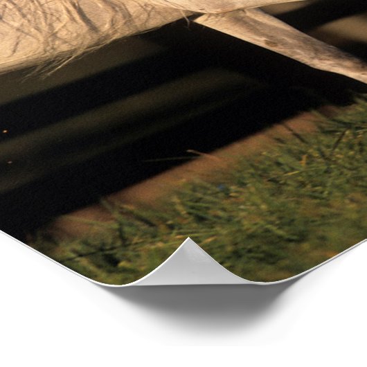 Bob Langrish | Grey Arab Stallion Walking Autumn Poster (Hoek)