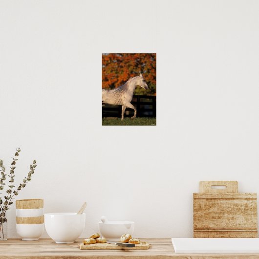 Bob Langrish | Grey Arab Stallion Walking Autumn Poster (Keuken)