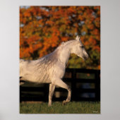 Bob Langrish | Grey Arab Stallion Walking Autumn Poster (Voorkant)