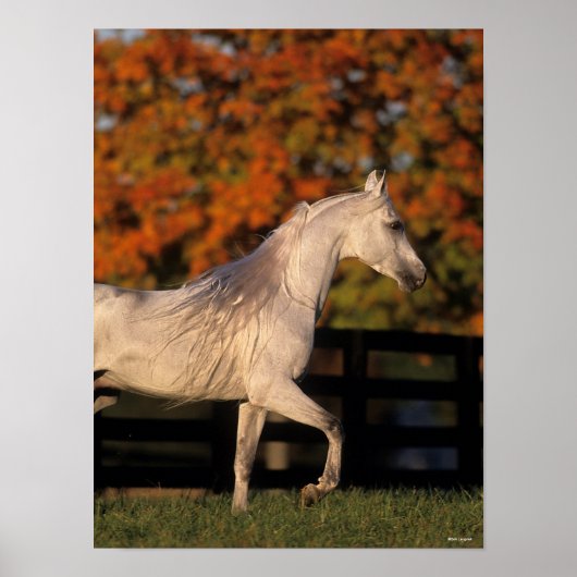 Bob Langrish | Grey Arab Stallion Walking Autumn Poster (Voorkant)