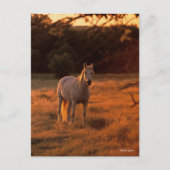 Bob Langrish | Grey Arab Standing at Sunset Briefkaart (Voorkant)