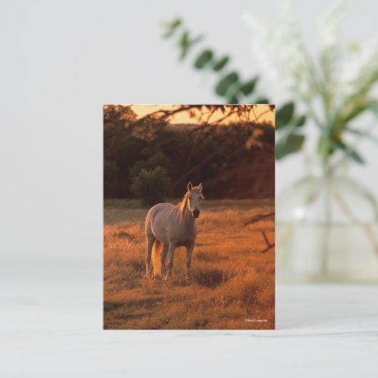 Bob Langrish | Grey Arab Standing at Sunset Briefkaart (Staand voorkant)