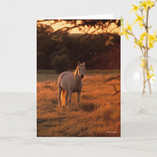 Bob Langrish | Grey Arab Standing at Sunset Kaart (Gele Bloem)