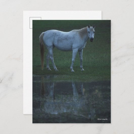 Bob Langrish Grey Arab Standing by Pond Reflection Briefkaart (Voorkant / Achterkant)