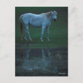 Bob Langrish Grey Arab Standing by Pond Reflection Briefkaart (Voorkant)