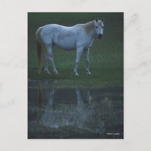 Bob Langrish Grey Arab Standing by Pond Reflection Briefkaart (Voorkant)
