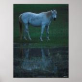 Bob Langrish Grey Arab Standing by Pond Reflection Poster (Voorkant)