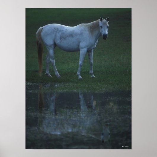 Bob Langrish Grey Arab Standing by Pond Reflection Poster (Voorkant)