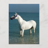 Bob Langrish | Grey Arab Standing In The Sea Briefkaart (Voorkant)