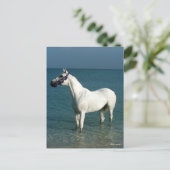 Bob Langrish | Grey Arab Standing In The Sea Briefkaart (Staand voorkant)