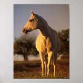 Bob Langrish | Grey Arab Standing Poster (Voorkant)