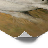 Bob Langrish | Grey Camargue Horse with Two Birds Poster (Hoek)