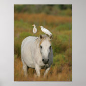 Bob Langrish | Grey Camargue Horse with Two Birds Poster (Voorkant)