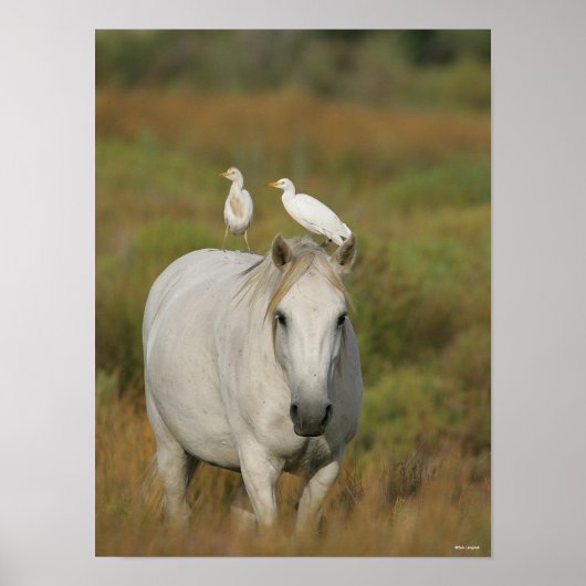 Bob Langrish | Grey Camargue Horse with Two Birds Poster (Voorkant)
