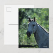 Bob Langrish Grey Dutch Warmblood Headshot achtera Briefkaart (Voorkant / Achterkant)