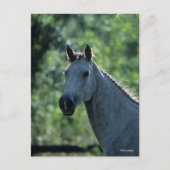 Bob Langrish Grey Dutch Warmblood Headshot achtera Briefkaart (Voorkant)