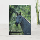 Bob Langrish Grey Dutch Warmblood Headshot achtera Kaart (Voorkant)