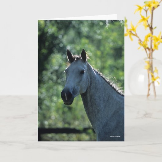 Bob Langrish Grey Dutch Warmblood Headshot achtera Kaart (Gele Bloem)