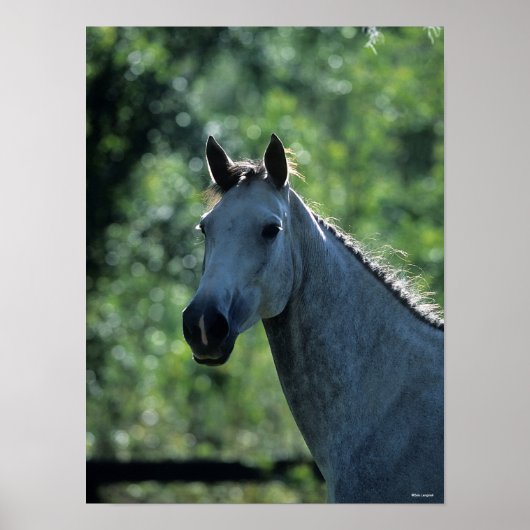 Bob Langrish Grey Dutch Warmblood Headshot achtera Poster (Voorkant)