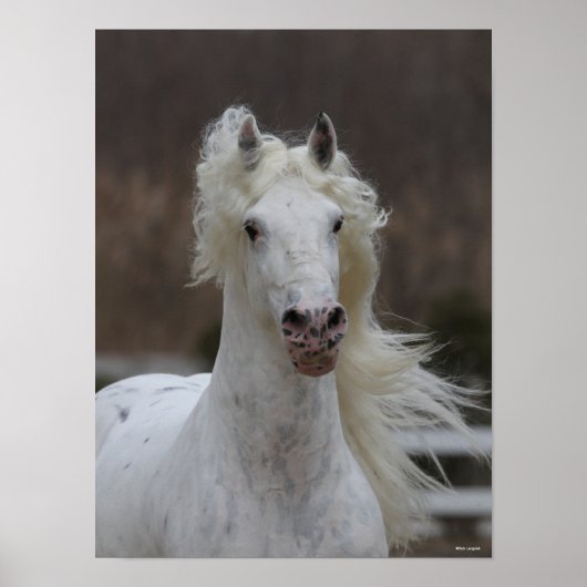 Bob Langrish | Grey Friesian Appaloosa headshot Poster (Voorkant)