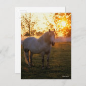 Bob Langrish | Grey Percheron Standing In Sunset Briefkaart (Voorkant / Achterkant)