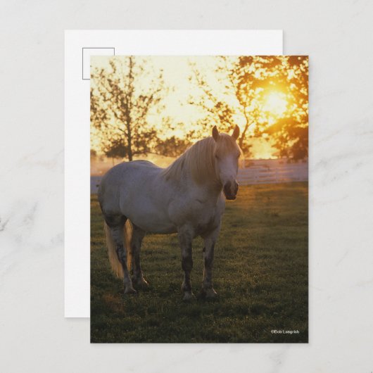 Bob Langrish | Grey Percheron Standing In Sunset Briefkaart (Voorkant / Achterkant)