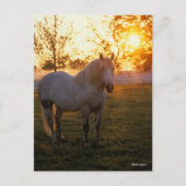 Bob Langrish | Grey Percheron Standing In Sunset Briefkaart (Voorkant)