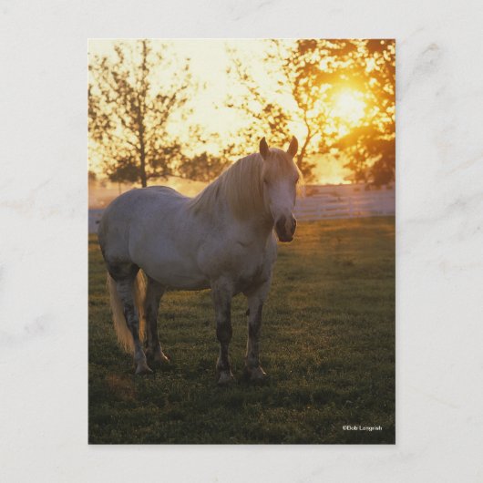 Bob Langrish | Grey Percheron Standing In Sunset Briefkaart (Voorkant)