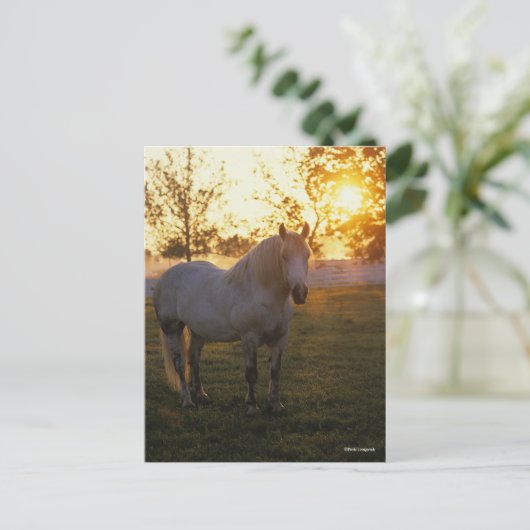 Bob Langrish | Grey Percheron Standing In Sunset Briefkaart (Staand voorkant)