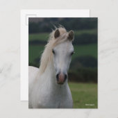 Bob Langrish | Grey Welsh Pony Headshot Briefkaart (Voorkant / Achterkant)