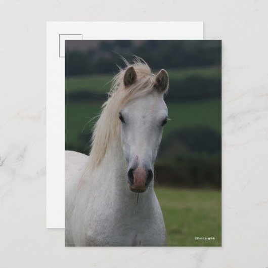 Bob Langrish | Grey Welsh Pony Headshot Briefkaart (Voorkant / Achterkant)