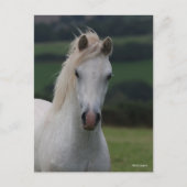 Bob Langrish | Grey Welsh Pony Headshot Briefkaart (Voorkant)