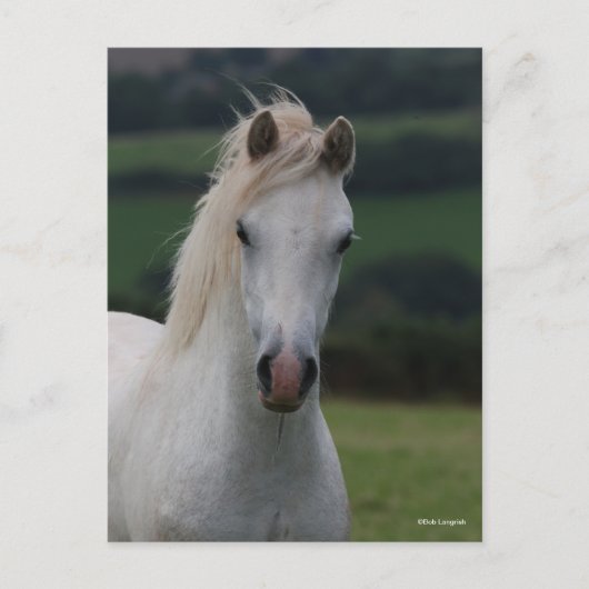 Bob Langrish | Grey Welsh Pony Headshot Briefkaart (Voorkant)