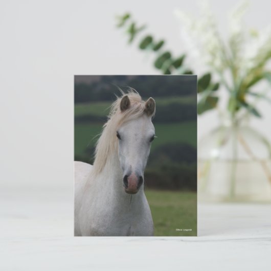 Bob Langrish | Grey Welsh Pony Headshot Briefkaart (Staand voorkant)