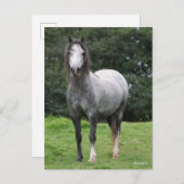 Bob Langrish | Grey Welsh Pony Standing Briefkaart (Voorkant / Achterkant)