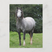 Bob Langrish | Grey Welsh Pony Standing Briefkaart (Voorkant)