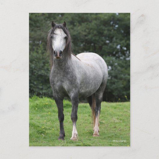 Bob Langrish | Grey Welsh Pony Standing Briefkaart (Voorkant)