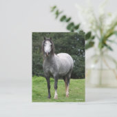 Bob Langrish | Grey Welsh Pony Standing Briefkaart (Staand voorkant)