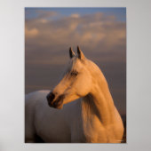 Bob Langrish | Grijs Arabisch schot Avondlicht Poster (Voorkant)