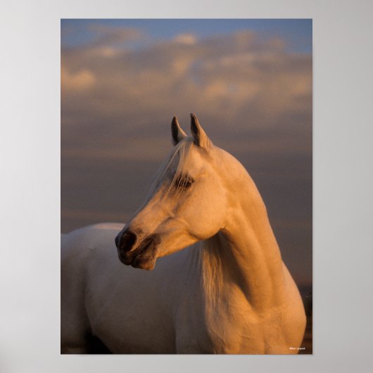 Bob Langrish | Grijs Arabisch schot Avondlicht Poster (Voorkant)