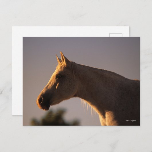 Bob Langrish | Grijs Arabisch, vast hoofdscherm me Briefkaart (Voorkant / Achterkant)