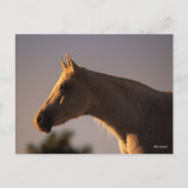 Bob Langrish | Grijs Arabisch, vast hoofdscherm me Briefkaart (Voorkant)