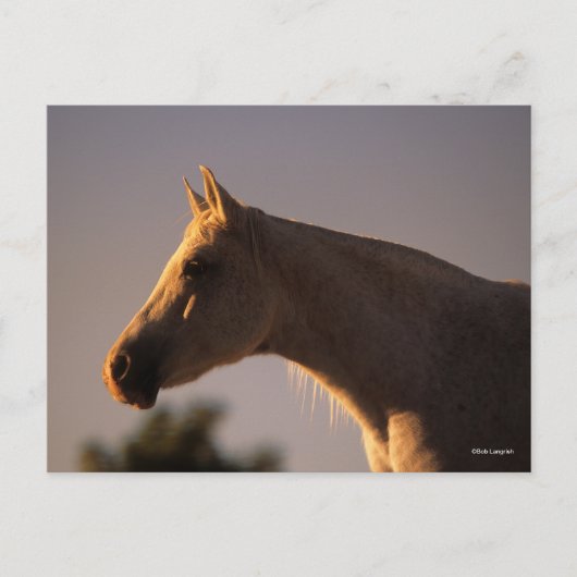 Bob Langrish | Grijs Arabisch, vast hoofdscherm me Briefkaart (Voorkant)