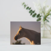 Bob Langrish | Grijs Arabisch, vast hoofdscherm me Briefkaart (Staand voorkant)