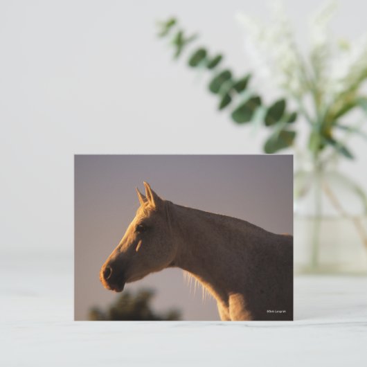 Bob Langrish | Grijs Arabisch, vast hoofdscherm me Briefkaart (Staand voorkant)