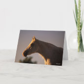 Bob Langrish | Grijs Arabisch, vast hoofdscherm me Kaart (Voorkant)