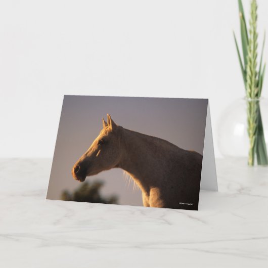 Bob Langrish | Grijs Arabisch, vast hoofdscherm me Kaart (Voorkant)